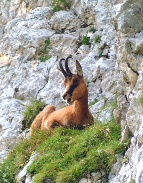 Camoscio d''Abruzzo Rupicapra pyrenaica ornata